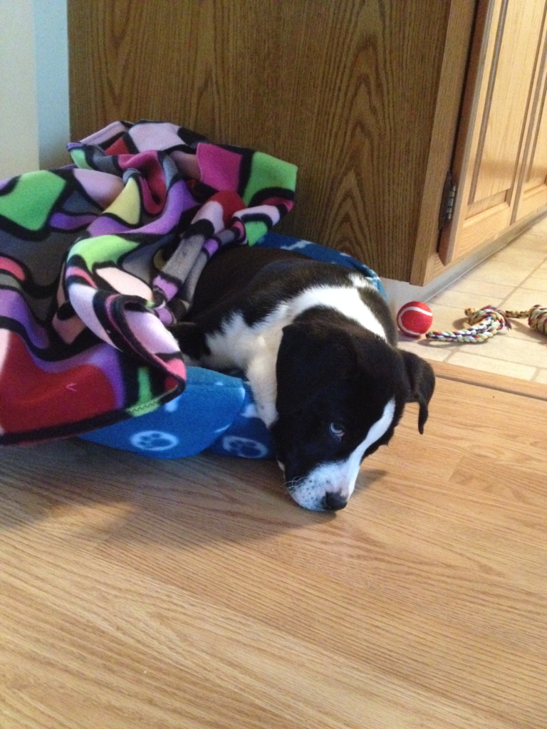 Young Spice curled up in her small puppy bed, comfortable but quickly outgrowing it.