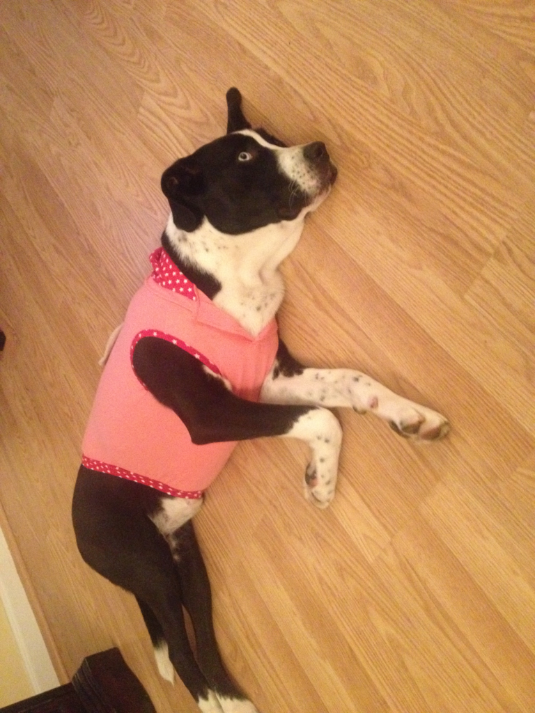 Spice lying on the floor, outgrowing a pink shirt as she stretches.