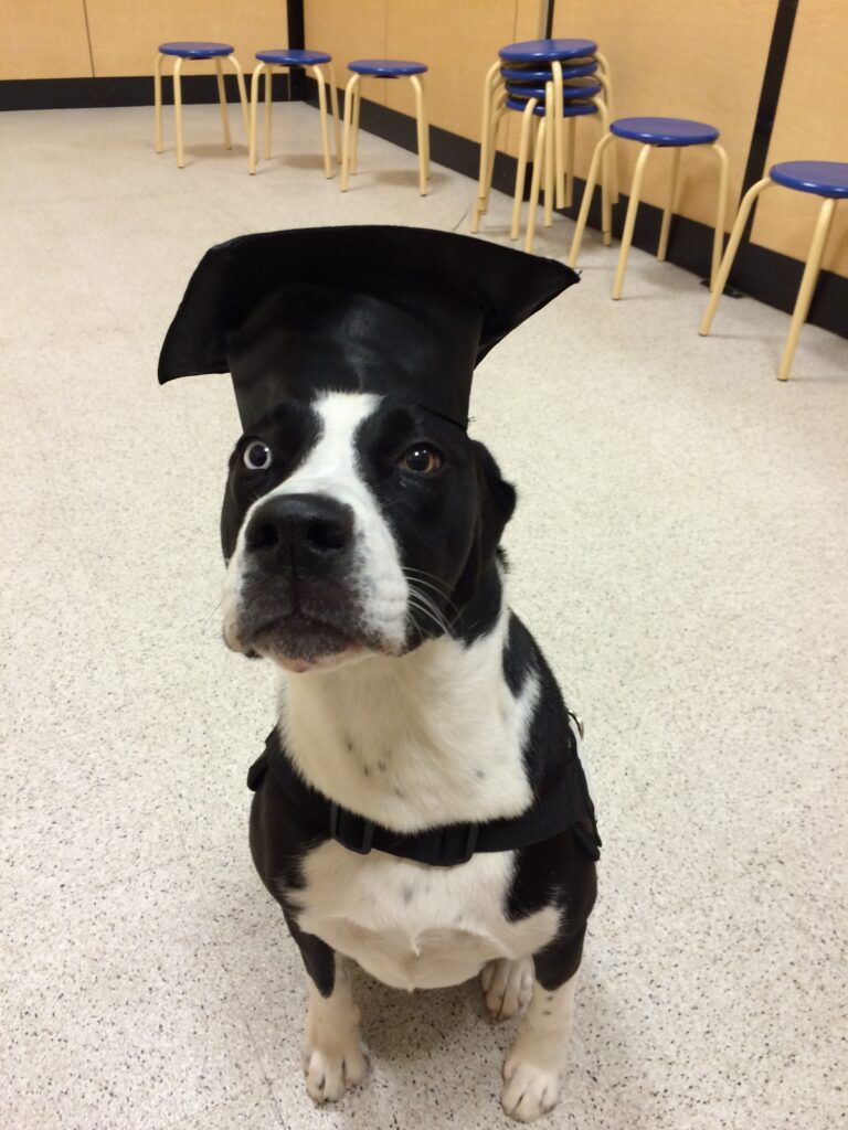Spice wearing her cap and gown at puppy school graduation, looking proud.