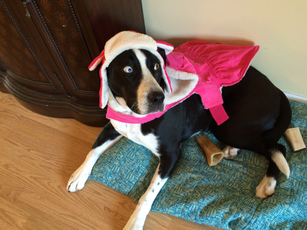 Spice rolling her eyes in her old puppy winter coat and hat, unable to fit it fully.