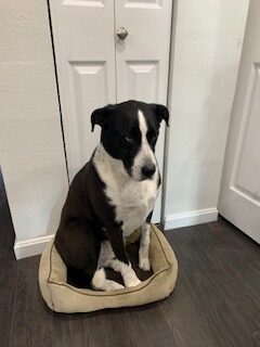 Spice, 79-pound rescue dog, sitting in a tiny dog bed, looking oversized and proud.