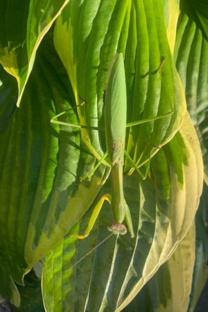 A praying mantis resting on a leaf in the garden, symbolizing spiritual insight, patience, stillness, and wonder.