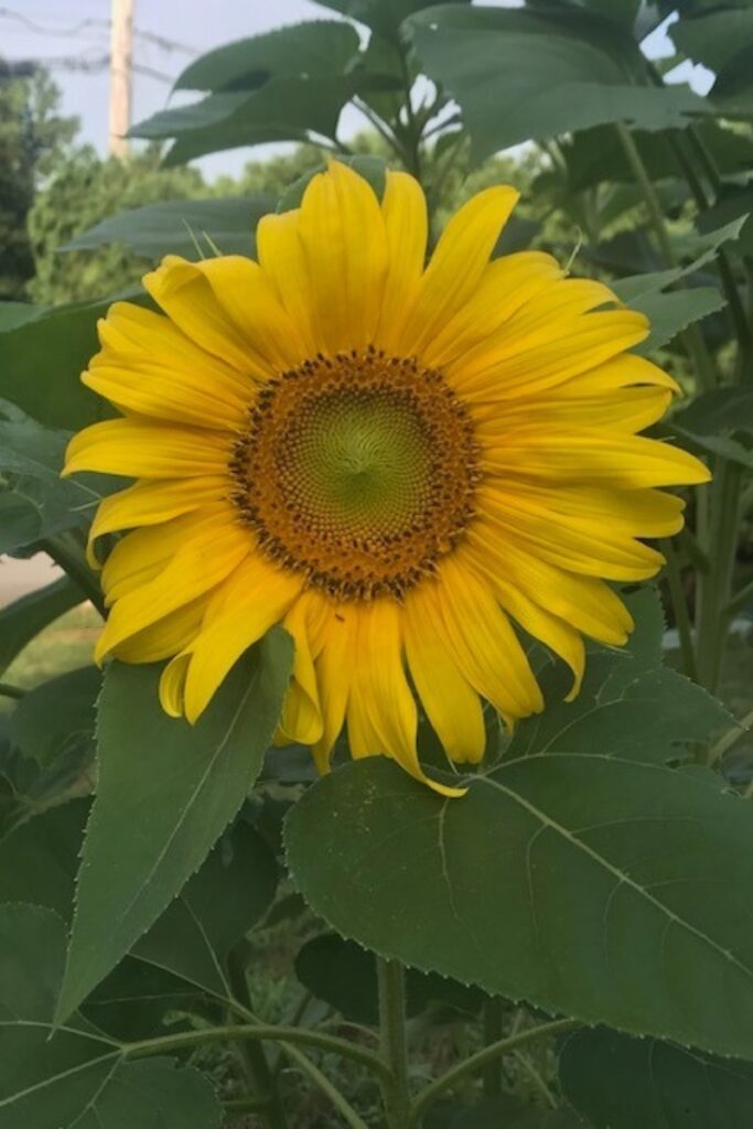 A six-foot tall sunflower grown from seed, representing miraculous growth and the beauty of possibility in the garden.