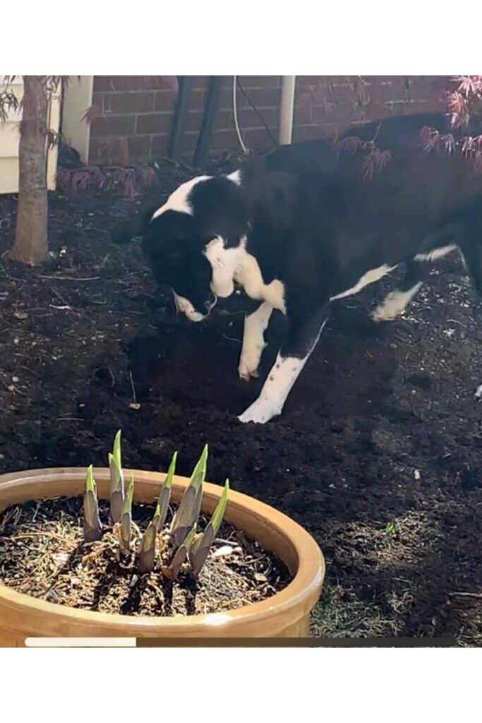 Spice digging carefully in the garden, circling to find the perfect spot to rest and watch me work, capturing her playful ritual and presence.