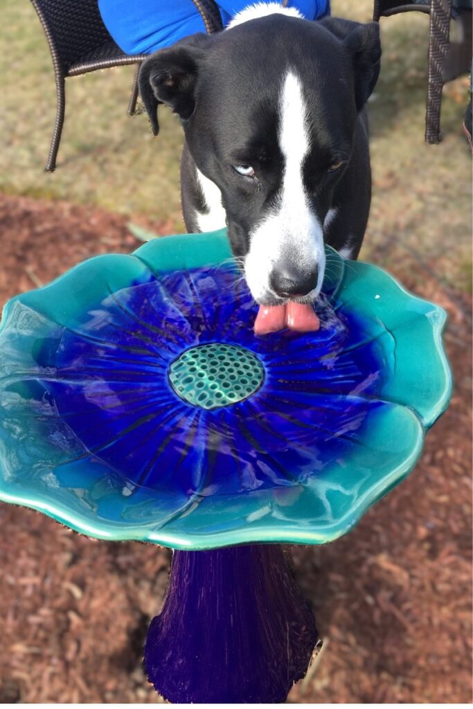 Spice drinking from a blue petal-shaped bird bath, showing playful ownership and innocent joy in the garden.