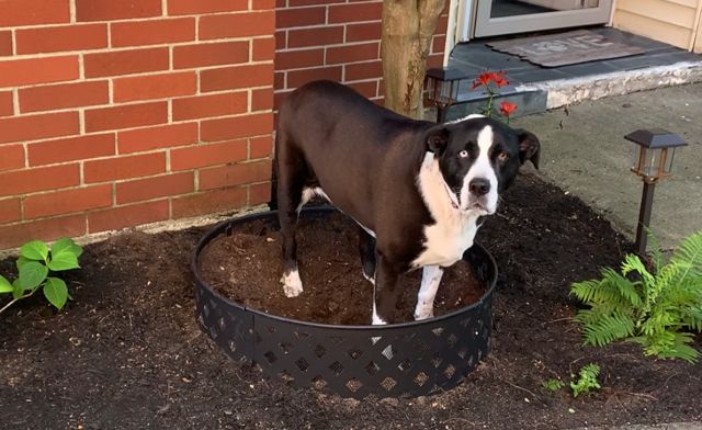 Spice standing proudly in the firepit garden bed, symbolizing growth, rebirth, and our shared joy in creating a garden together.
