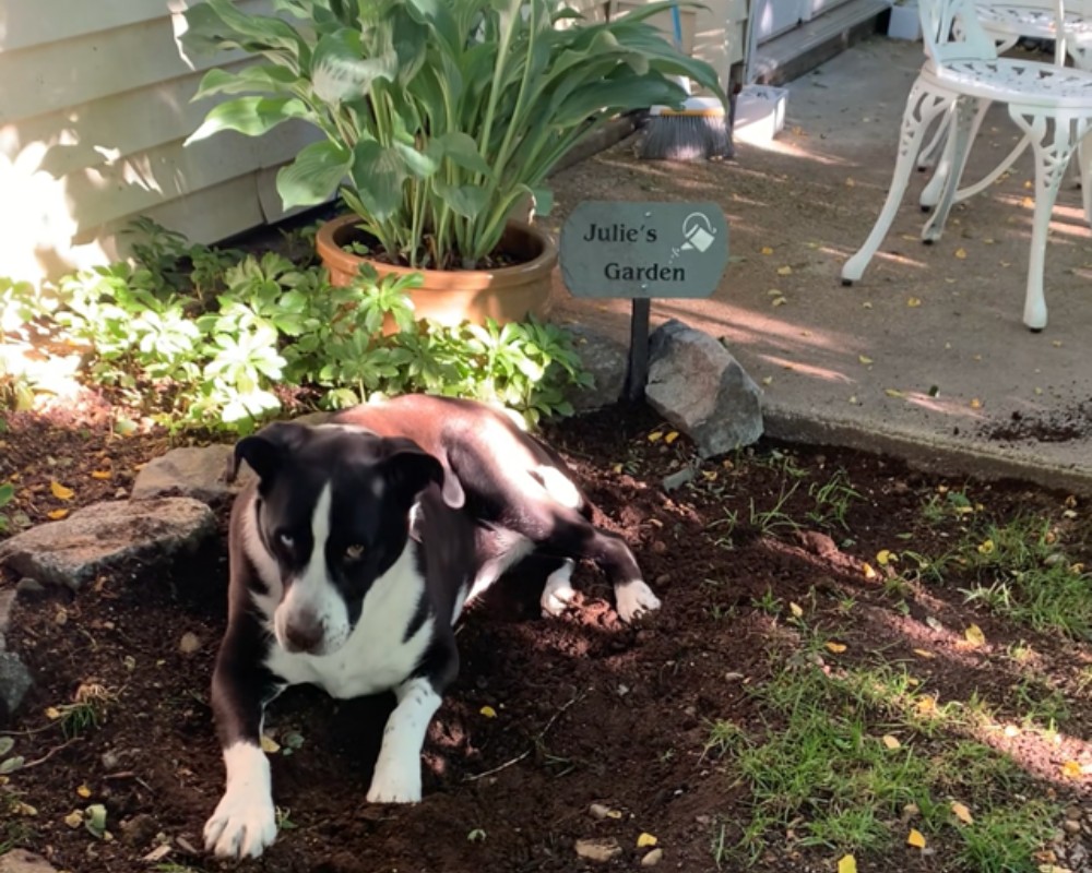 Spice beside the ‘Julie’s Garden’ sign, illustrating fatherly love and legacy intertwining with her presence in the garden.