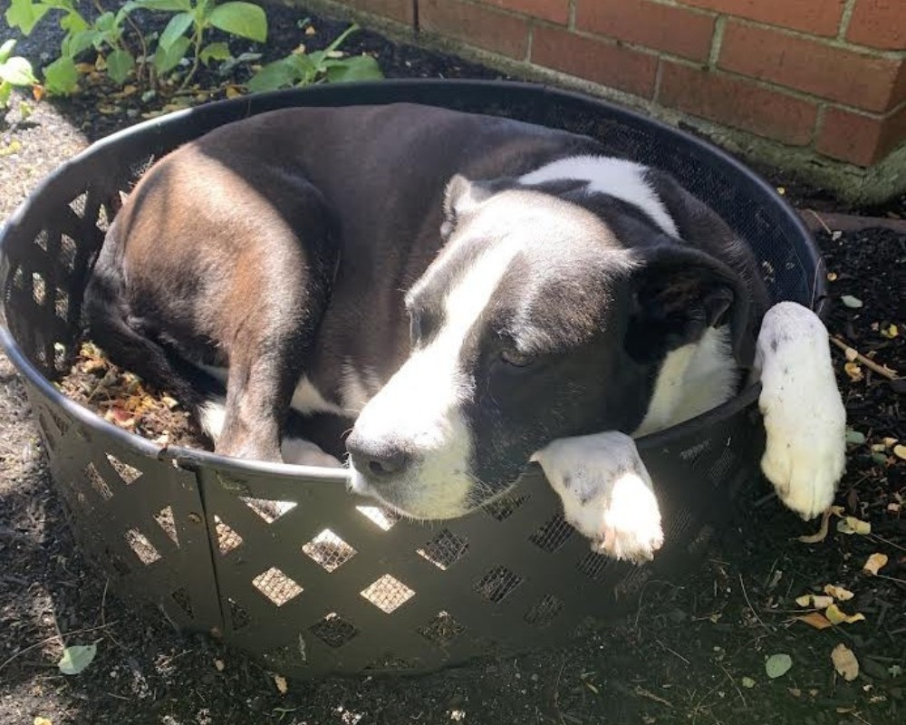Spice curled up napping in the sun in the garden, reflecting peace, presence, and savoring simple moments.