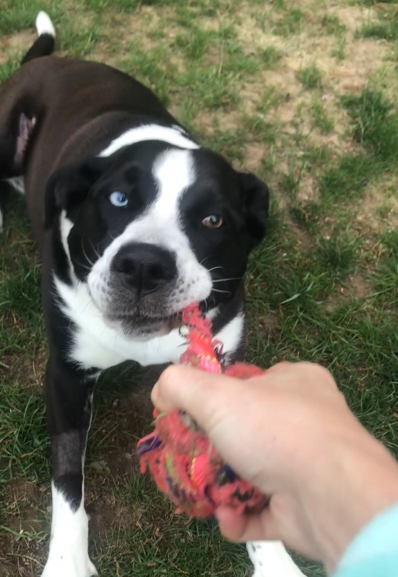 Spice the dog tugging on a colorful knot ball toy during a playful game of tug-of-war.