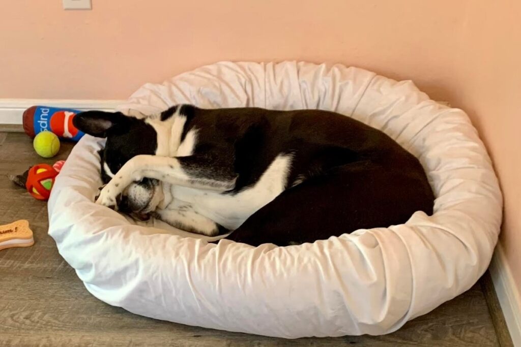 Rescue dog covering her face, symbolizing shadow self and emotional growth