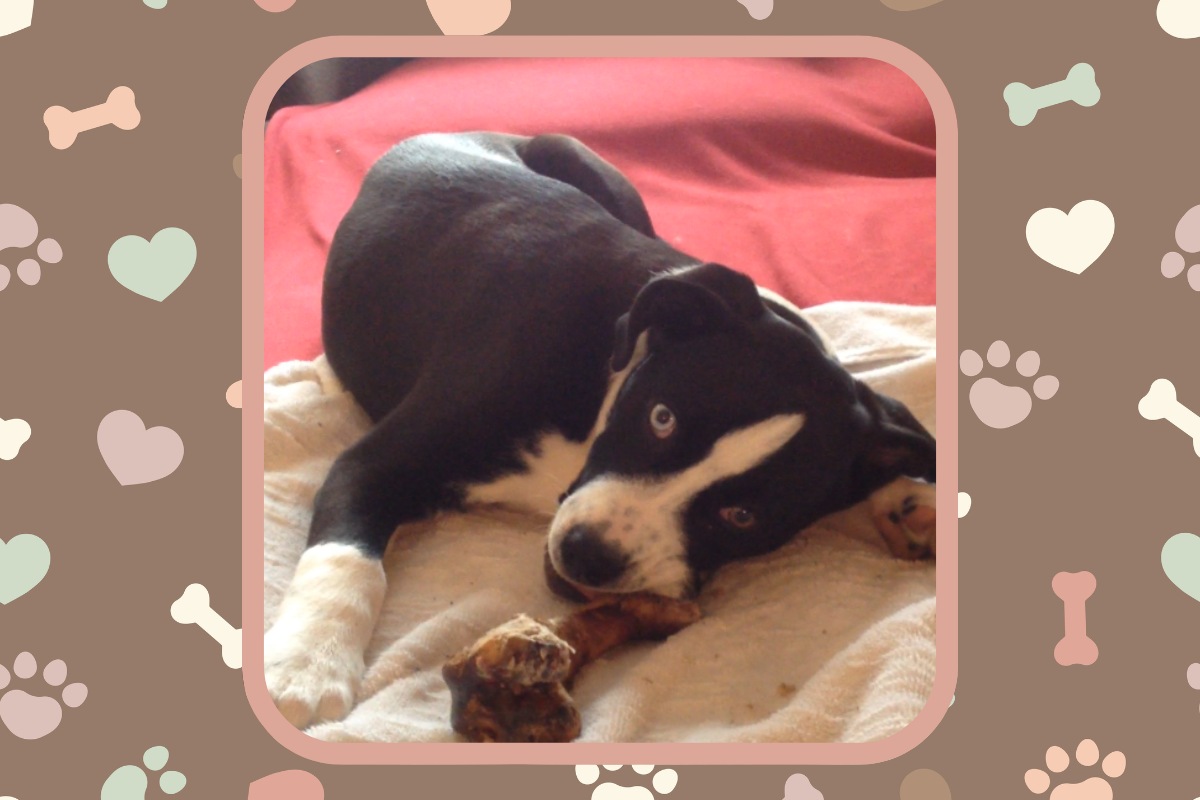 Spice chewing bone with determination