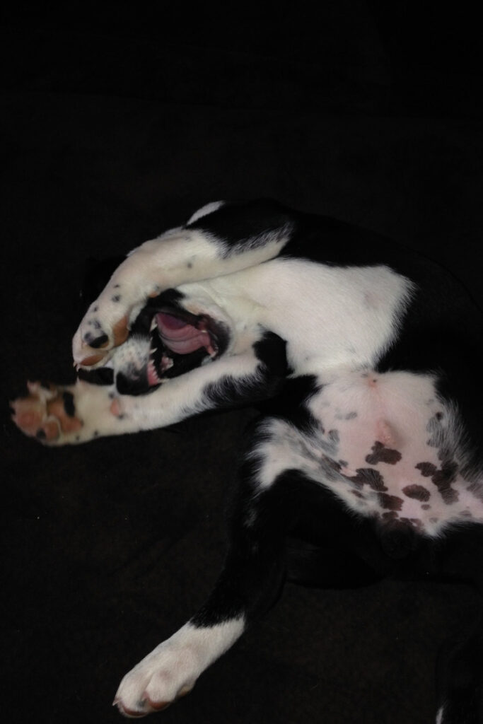 Spice the dog hiding face, illustrating mindfulness and inner growth