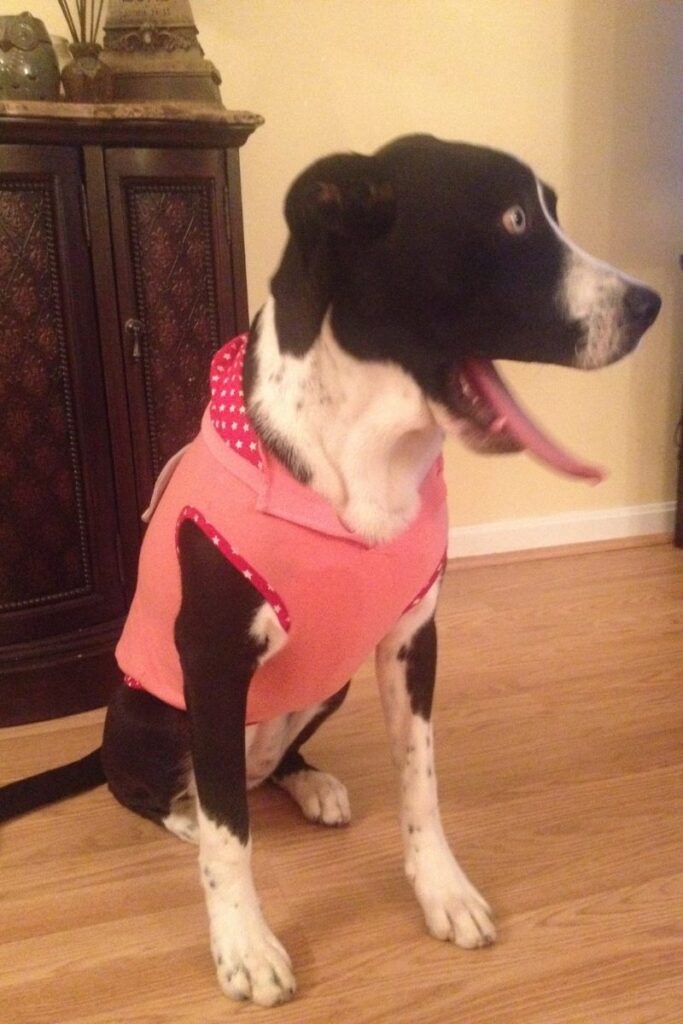 Dog lifting paws from face and smiling, symbolizing facing shadow self and personal healing