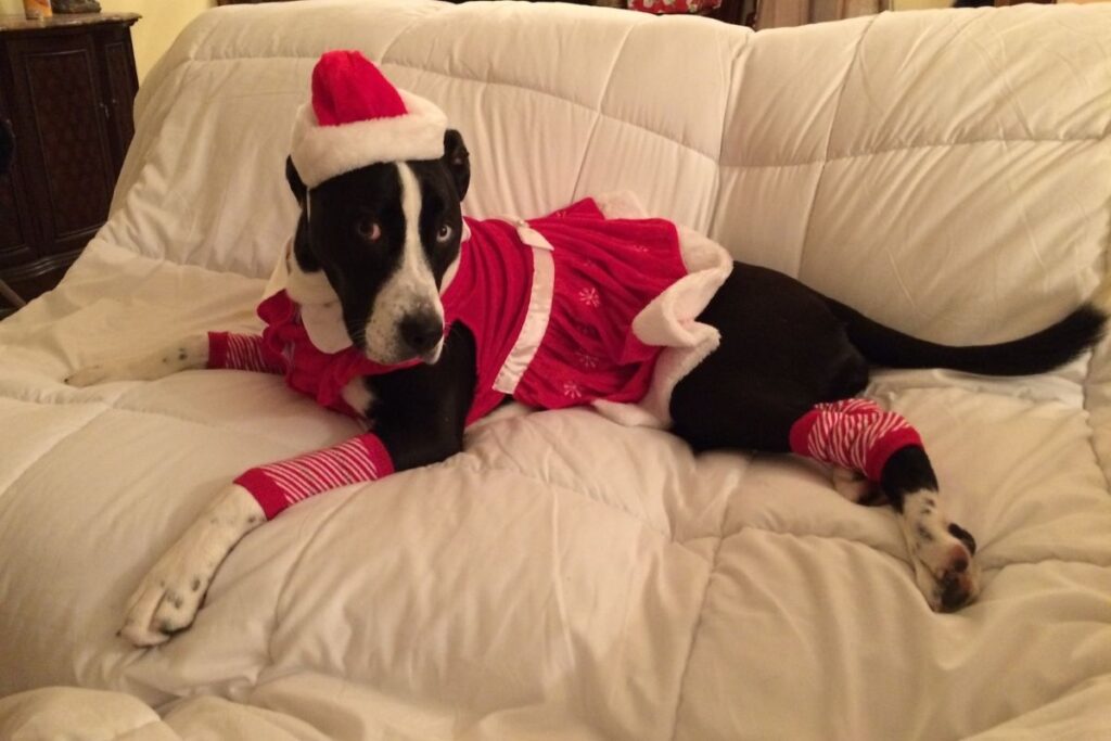 Spice the rescue dog lying on a white blanket in a Santa costume with candy-cane stockings, looking relaxed and festive.