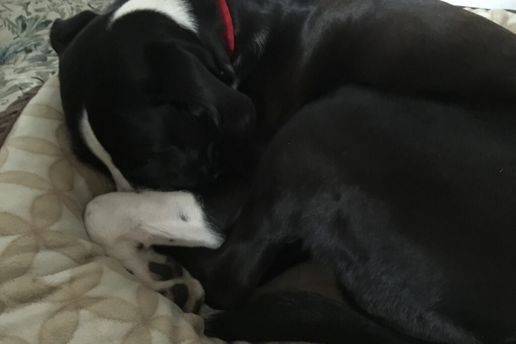 Rescue dog sleeping with face covered, symbolizing rest, reflection, and emotional self-care