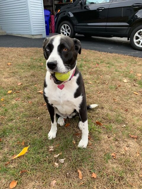 determined dog motivation and inspiration