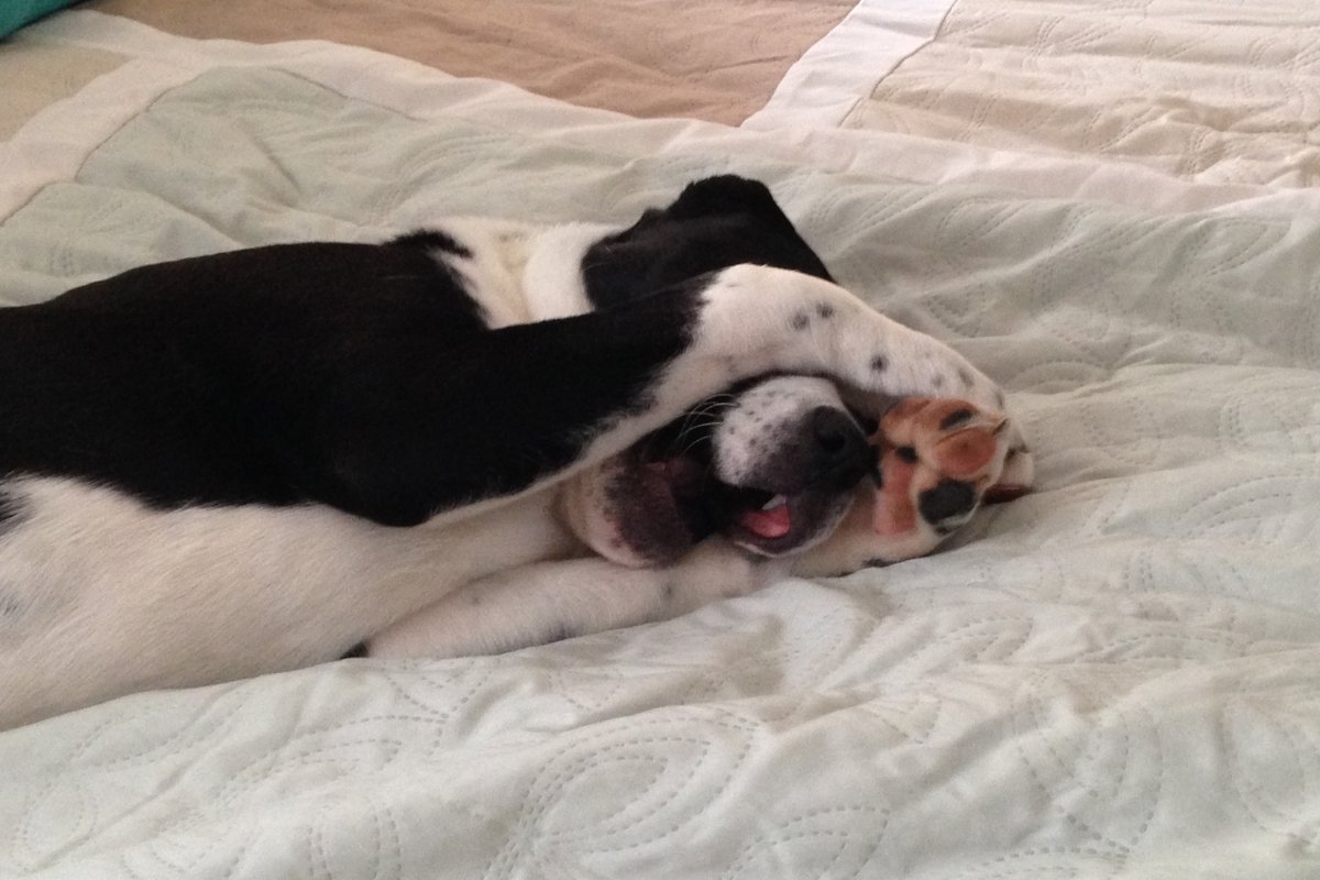 Dog hiding face with paws, teaching lesson about facing fears without shame