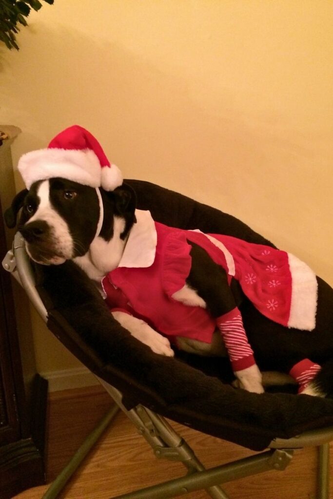 Spice lying in a chair looking tired during the Christmas season, resting peacefully.