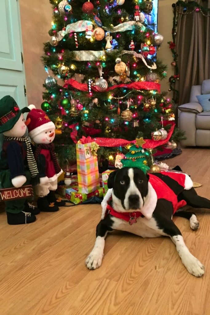 Spice standing proudly beside the Christmas tree wearing a festive tree headband and red holiday sweater.