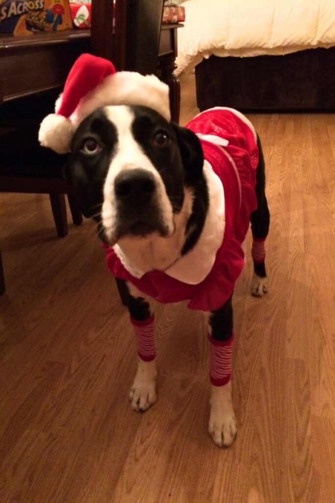 Spice standing in the kitchen in her Santa outfit, looking up with a sweet expectant expression.