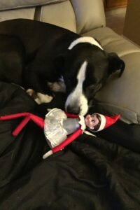 Spice sleeping peacefully with an Elf on the Shelf toy snuggled beside her.