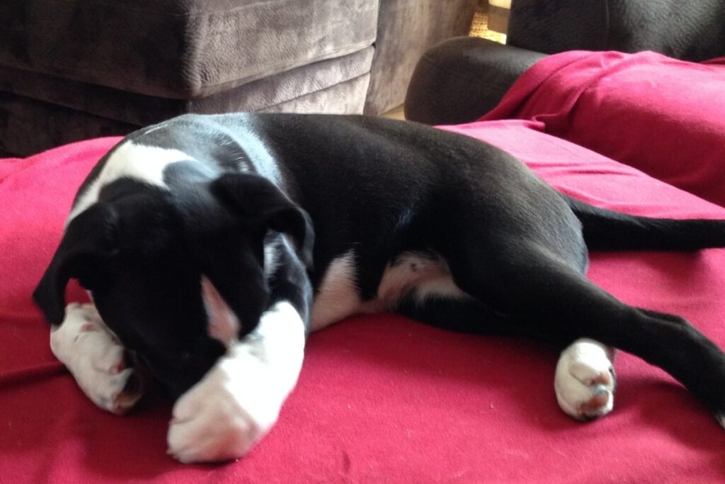 Cute dog covering eyes, representing self-reflection and emotional awareness