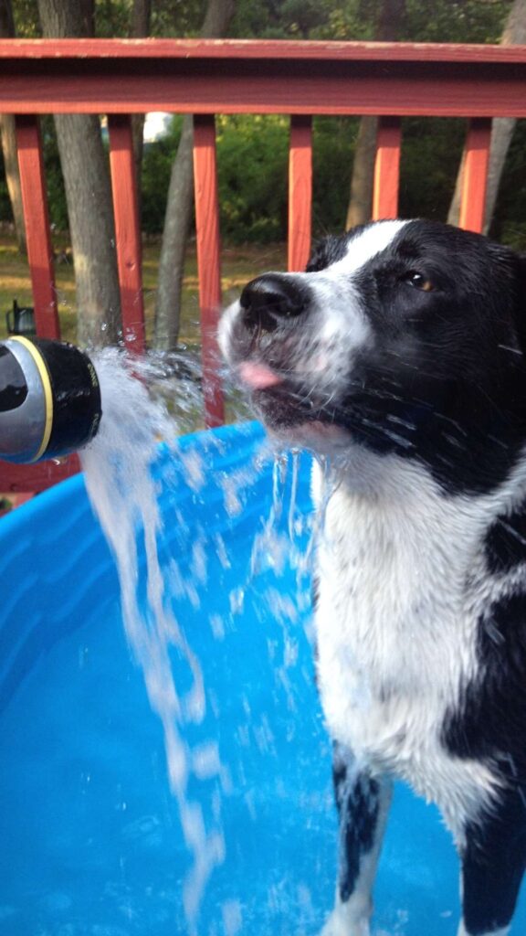 A dog drinking water from a hose in a swimming pool, illustrating the healing powers of water and emotional wellness.
