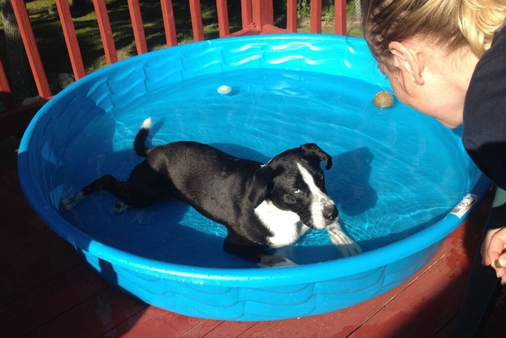 A dog lying in a swimming pool watching a ball, capturing joyful play and the emotional wellness found in being fully present.