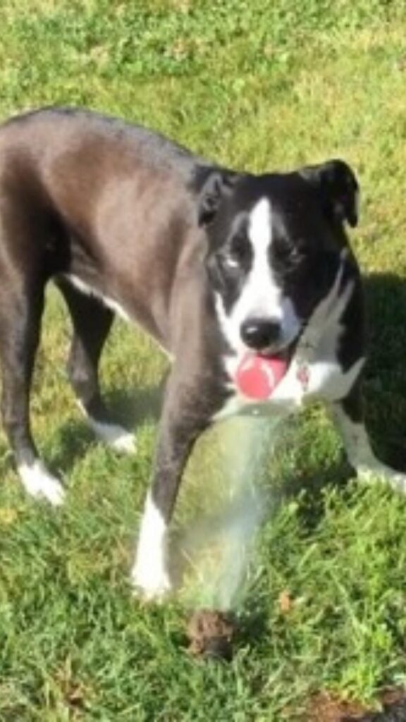 A dog playing happily in sprinklers, expressing playful joy and the energizing effects of water as a daily wellness ritual.