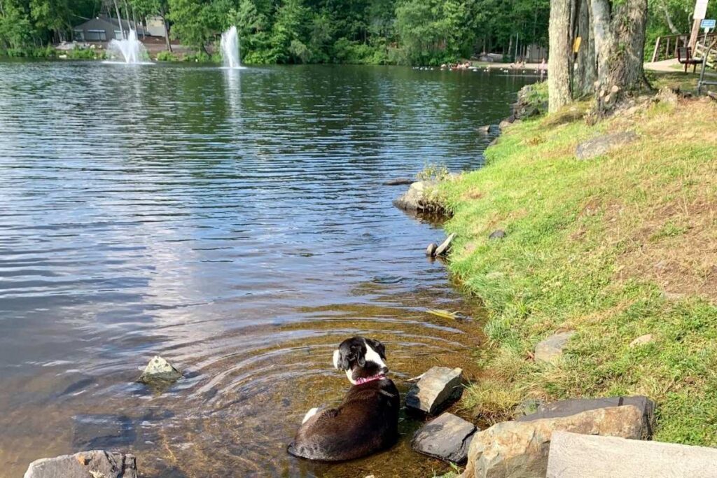 A dog lying peacefully and freely in a lake, fully immersed in water as a symbol of mindfulness, grounding, and emotional renewal.