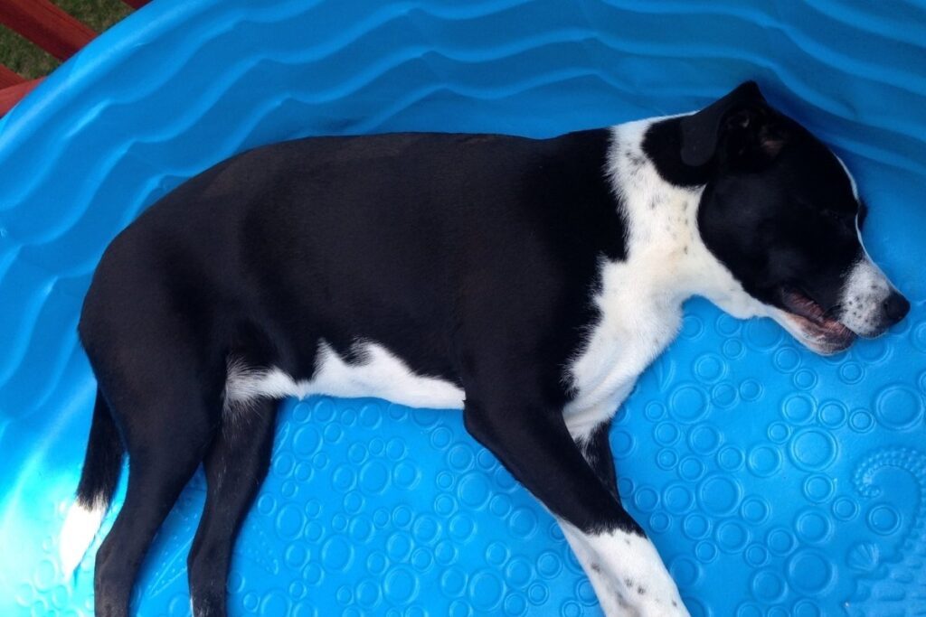 A dog napping peacefully in a swimming pool, illustrating the healing powers of water and emotional wellness.