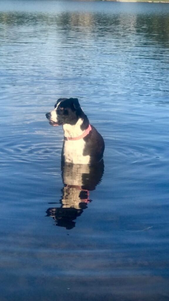 A dog swimming freely in a lake, fully immersed in water as a symbol of mindfulness, grounding, and emotional renewal.