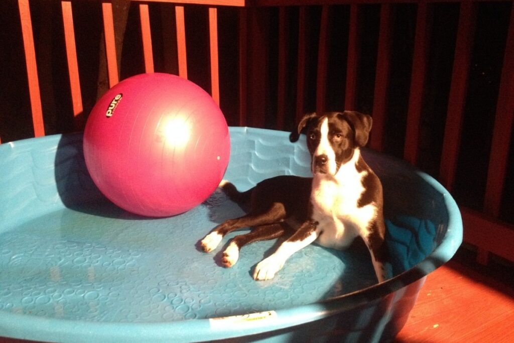 A dog resting peacefully in a swimming pool at night, illustrating the healing powers of water and emotional wellness.