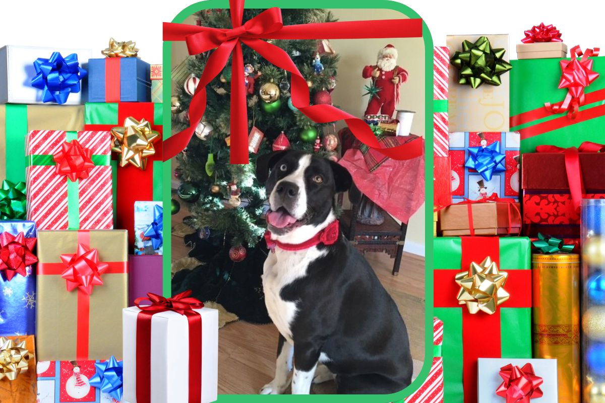 top ten free holiday gifts from the heart