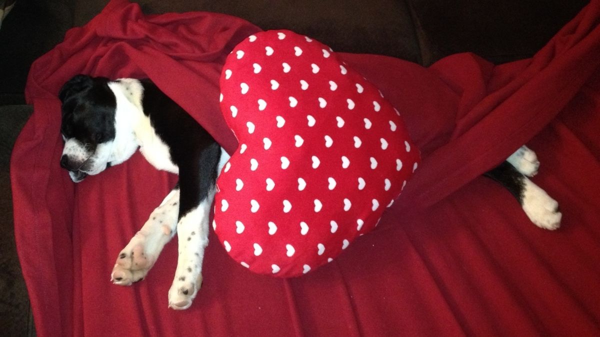 A puppy named Spice surrounded by Valentine’s Day decorations, symbolizing unconditional love and companionship.