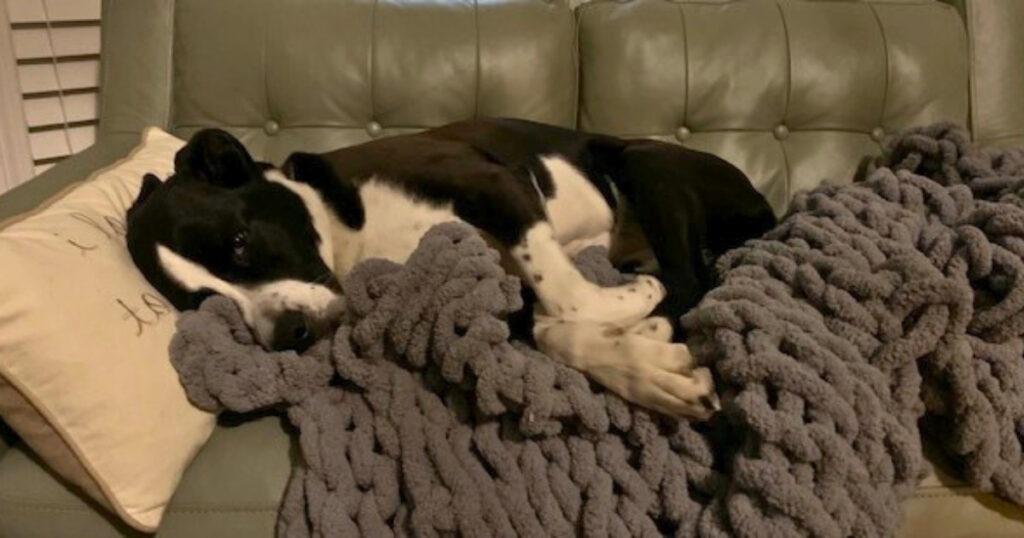 Older dog resting peacefully on a couch under a blanket during winter, symbolizing comfort and moving through the winter blues.