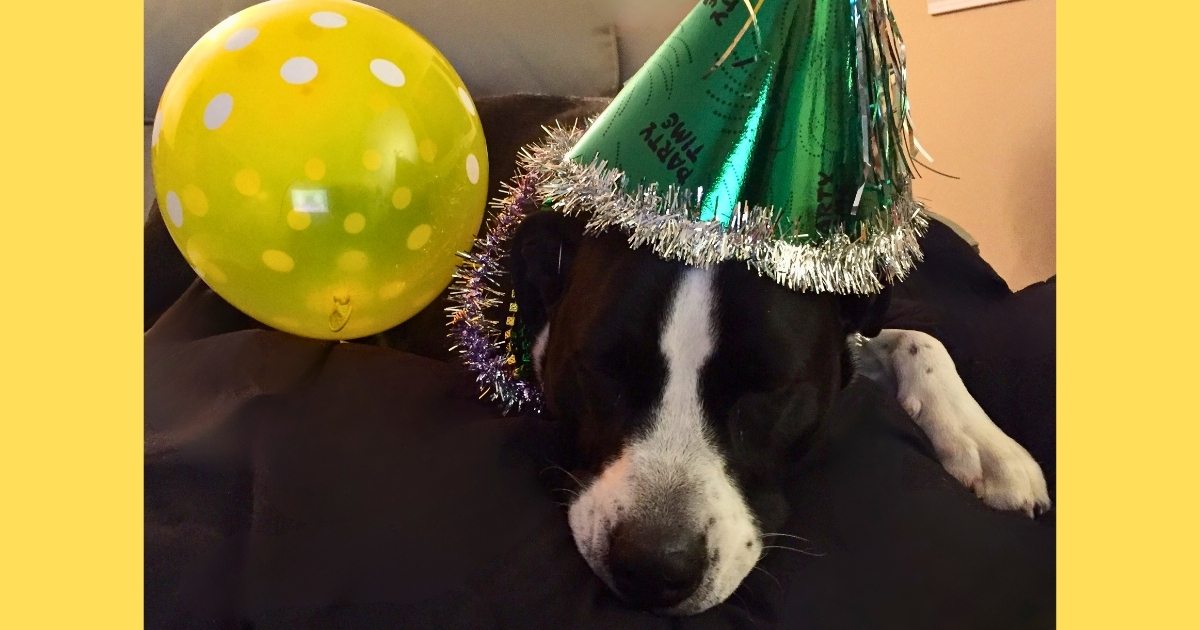 Spice the dog resting on a couch wearing a green Party Time birthday hat beside a yellow balloon, representing gratitude, joy, and the lessons that come with growing older.